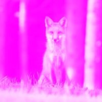 Fuchsia Fox Work – The Fuchsia Fox
